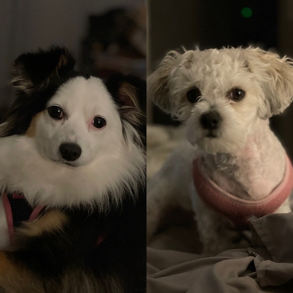 Meet your Posher, Linzie - Picture 2 of 2